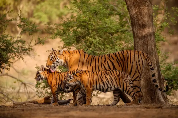 Ranthambore-National-Park-Tiger-Safari.webp