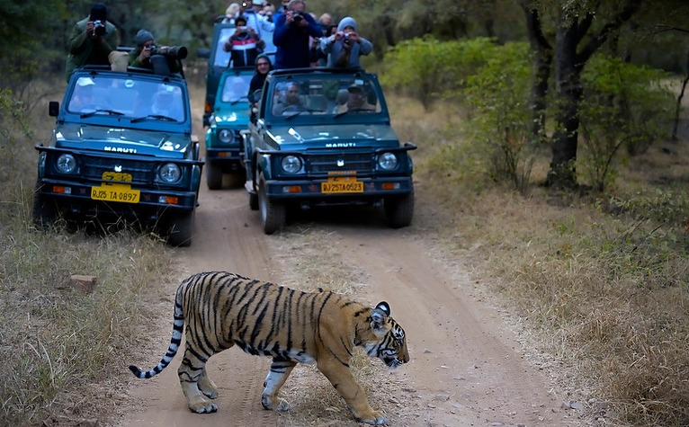 tiger-ranthambore.jpg
